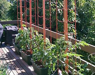 Several tomatoes are growing along the tomato trellis.